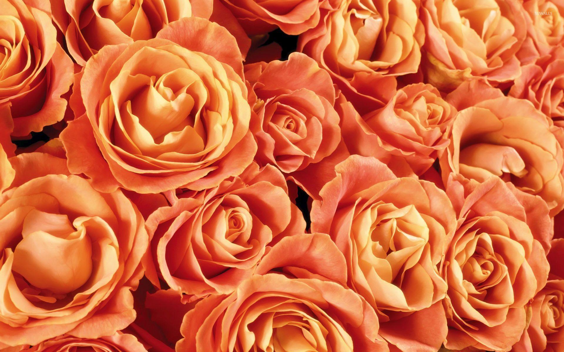 1920x1200 Free photo: Orange Rose, Growing, Red