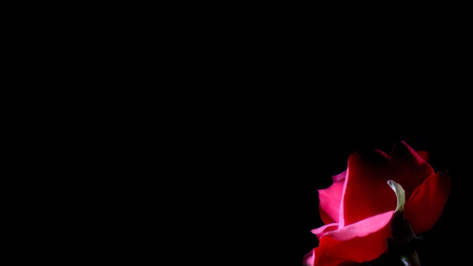 1536x864 Free download Gothic Rose HD Desktop wallpaper image and photo [1600x1200] for your Desktop, Mobile & Tablet. Explore Gothic Roses Wallpaper. Gothic Vampire Wallpaper, Black Roses Wallpaper, Black Rose Desktop Wallpaper