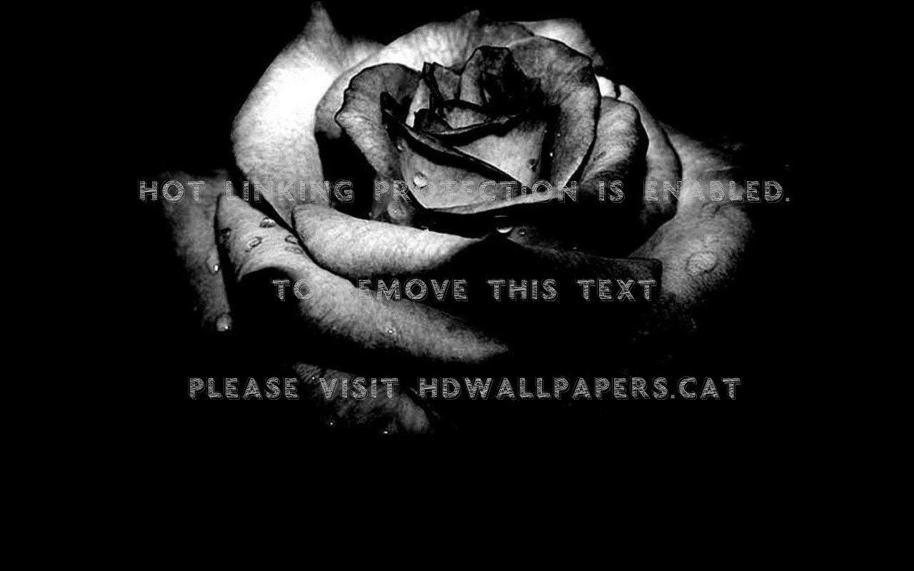 1280x800 grey rose dark HD black gothic nature