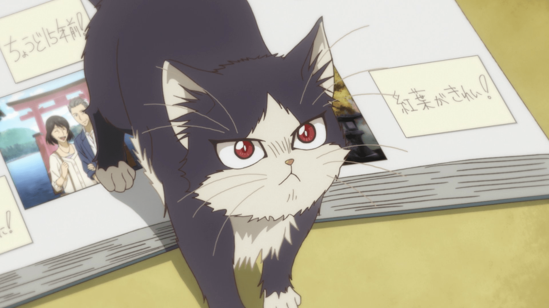 My Roommate Is A Cat Wallpapers - Top Free My Roommate Is A Cat