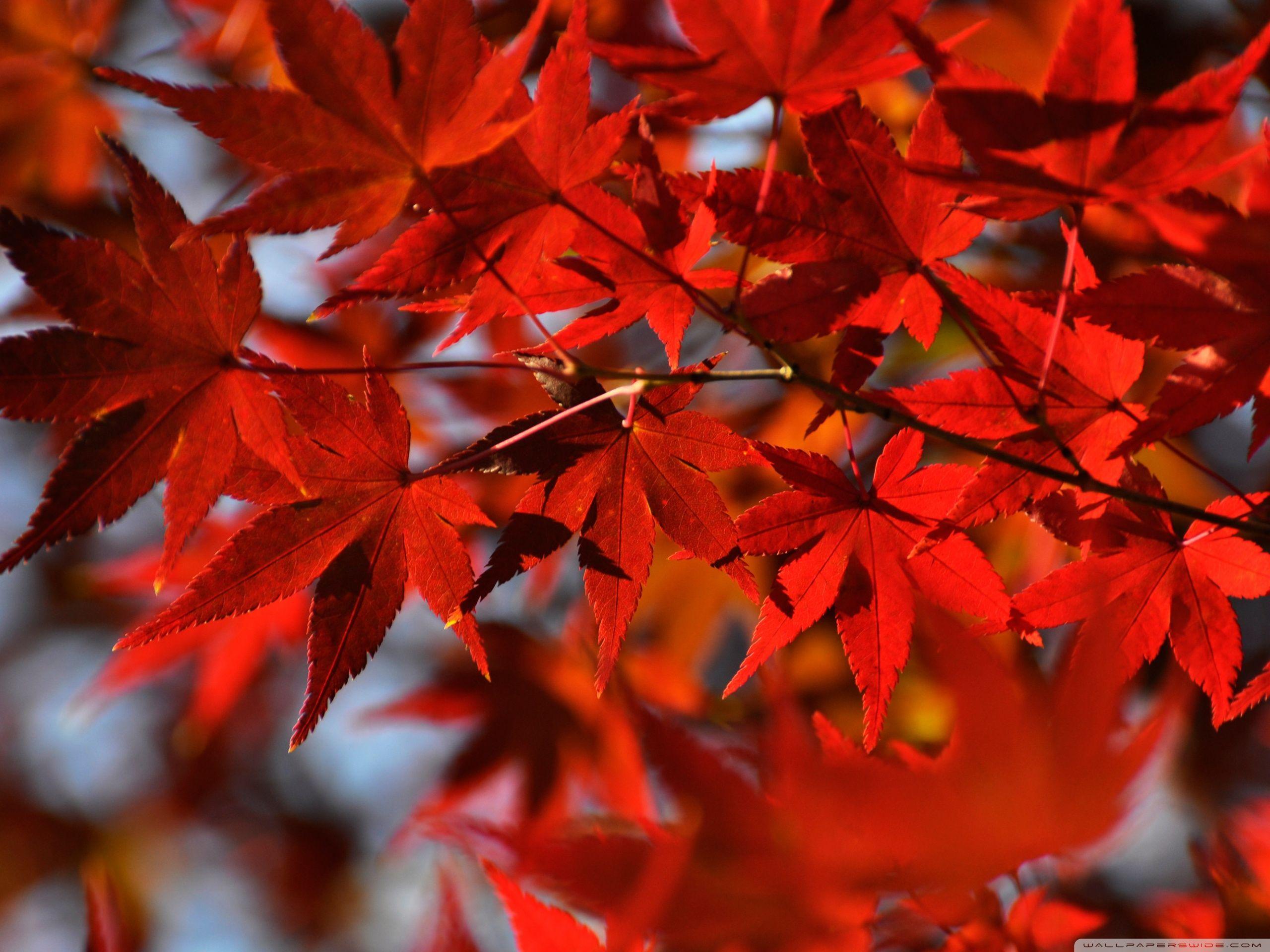 2560x1920 Red Japanese Maple Leaves ❤ 4K HD Desktop Wallpaper for 4K Ultra HD