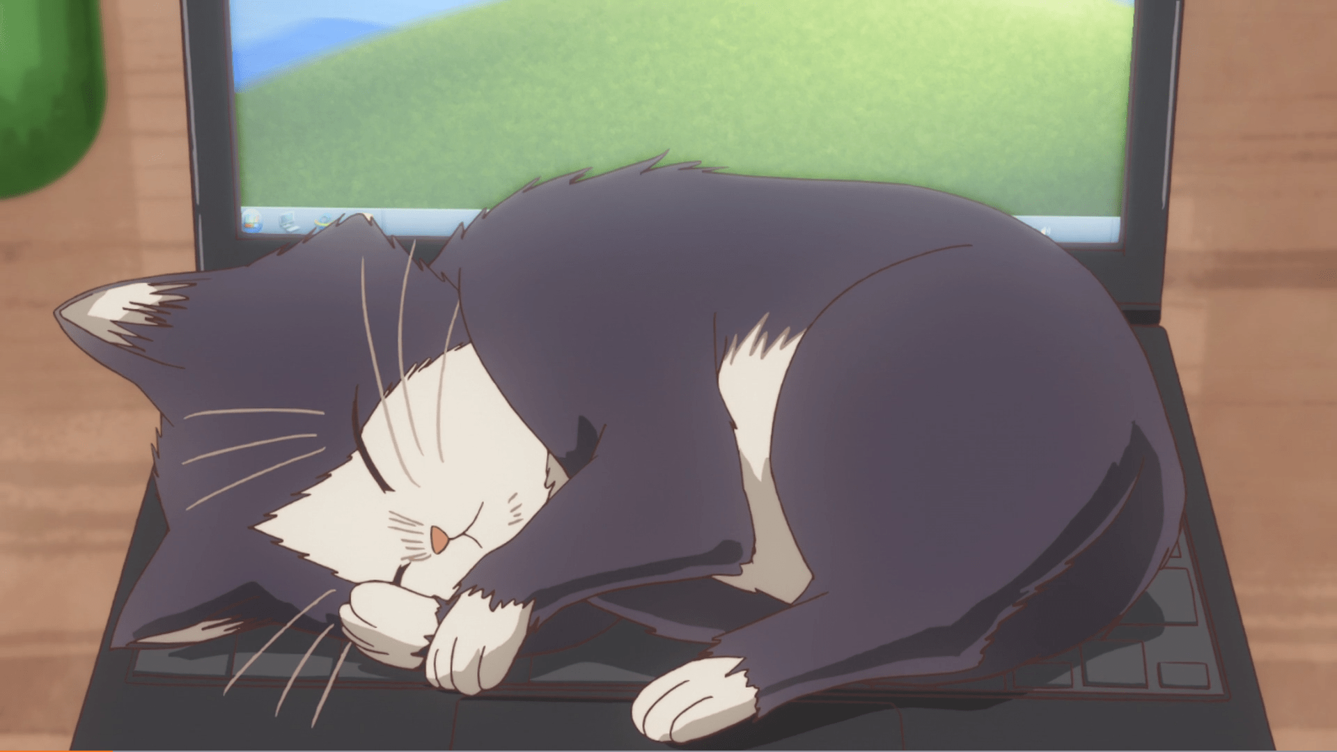 1920x1080 Animeow_irl : animeow_irl