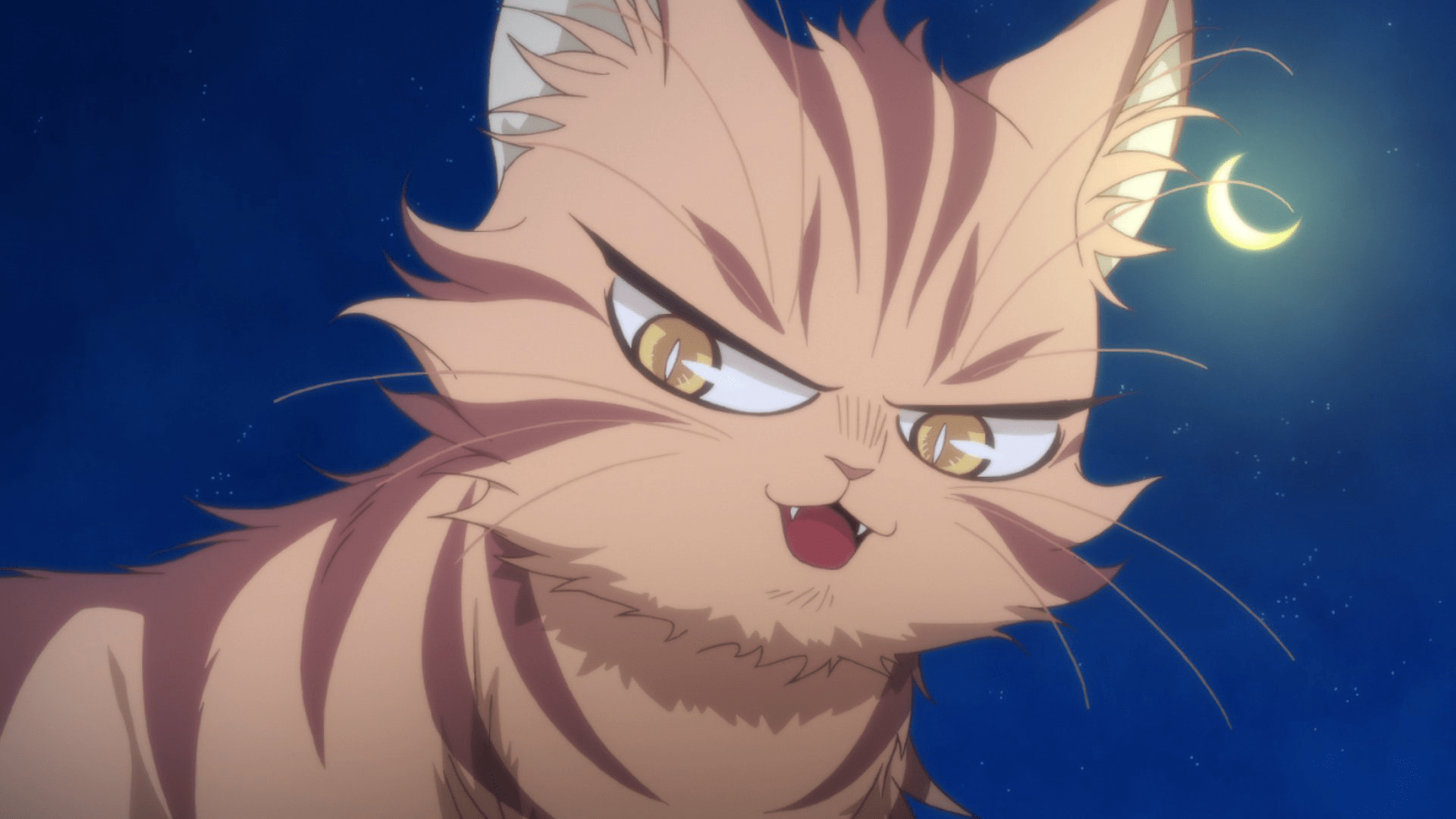 1920x1080 Tora. My Roommate is a Cat