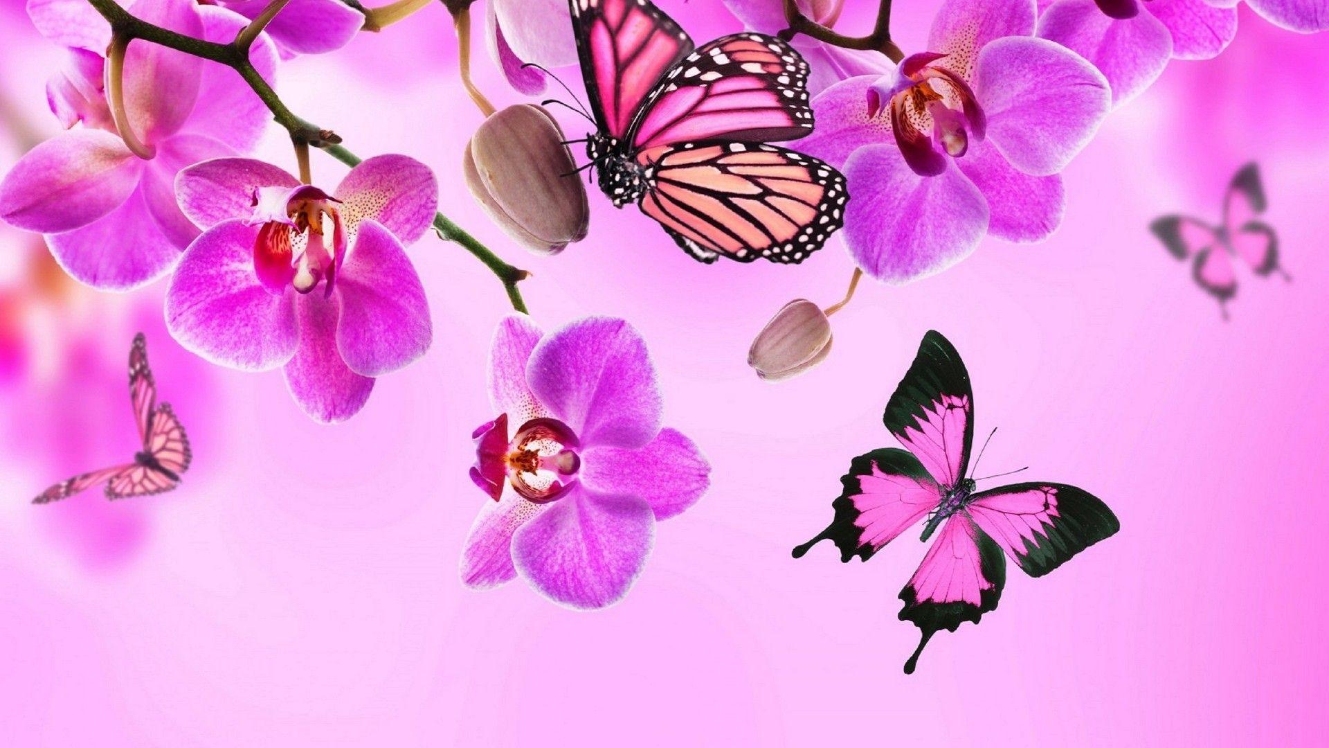 Pink Butterfly Wallpapers Top Free Pink Butterfly Backgrounds