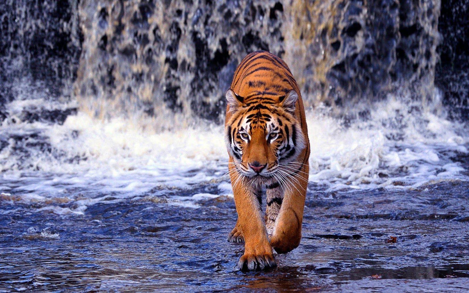1600x1000 Tiger in Water Wallpaper