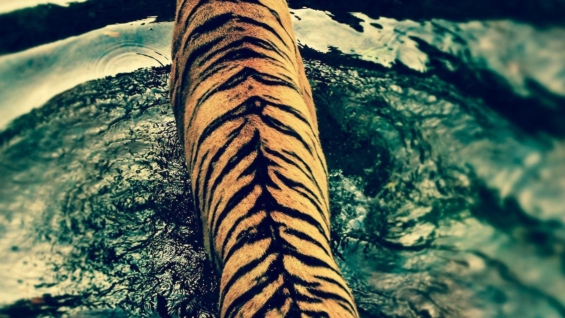 1920x1080 HDR Tiger Walking On Water Animals Hdr Tiger Walking On Water. Full HD Wallpaper, Palm Trees Wallpaper, Wallpaper