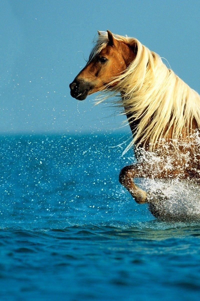 800x1200 Download Wallpaper 800x1200 Horse, Water, Spray, Walk, Sky, Sea Iphone 4s 4 For Parallax HD Background