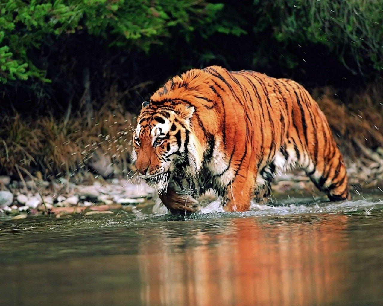 1280x1024 Tiger in Water Wallpaper