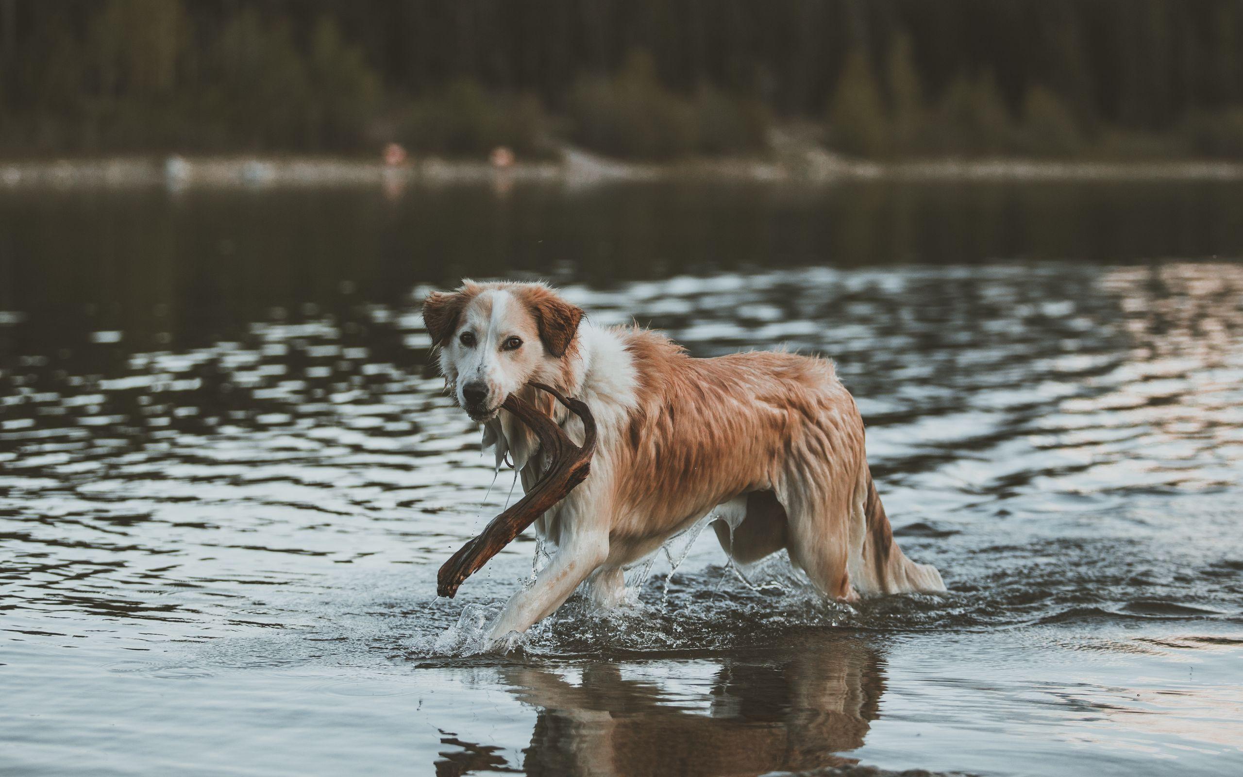 2560x1600 Download wallpaper 2560x1600 dog, walk, water, stick widescreen 16:10 HD background
