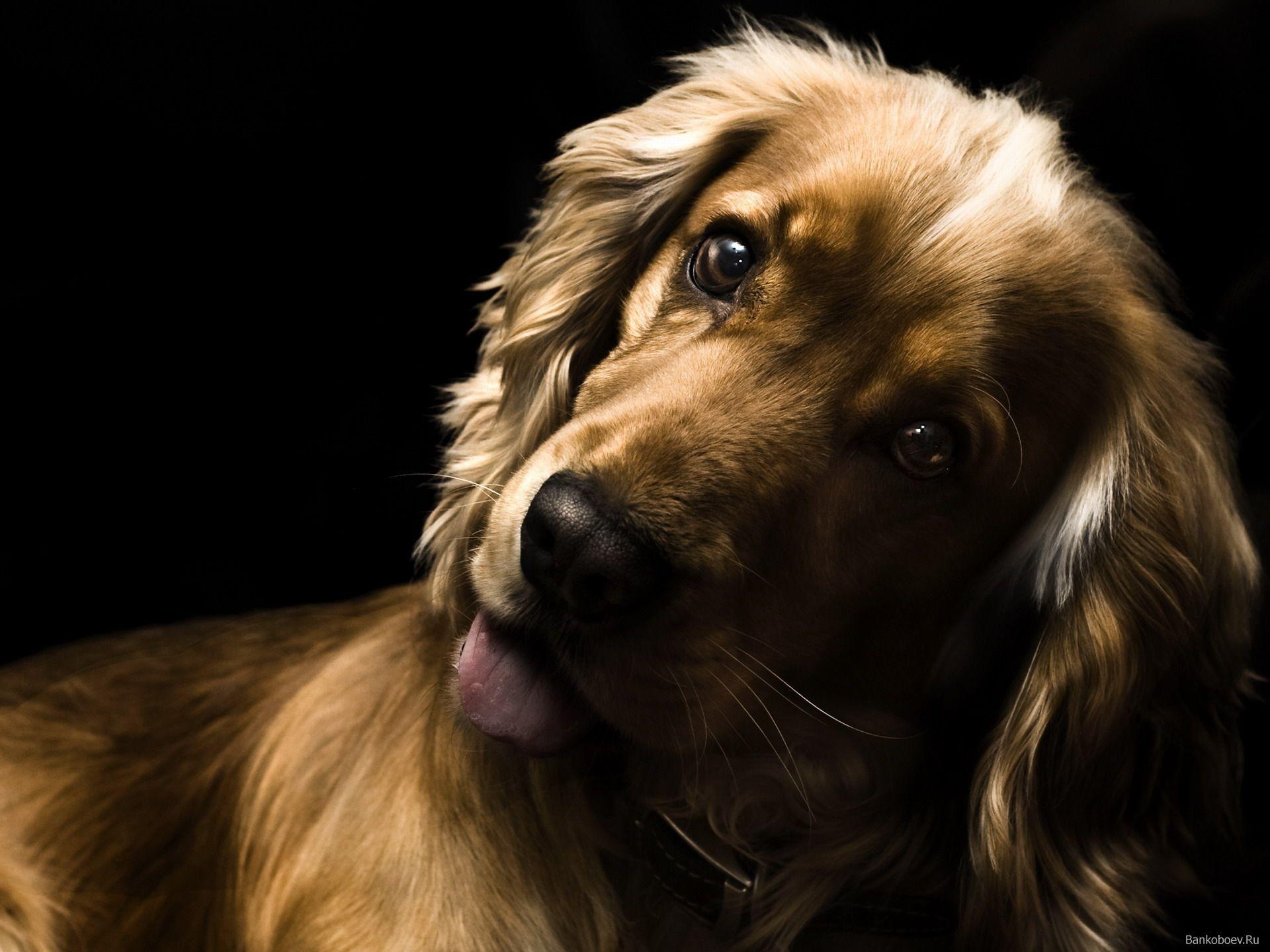 1920x1440 Surprised English Cocker Spaniel wallpaper and image
