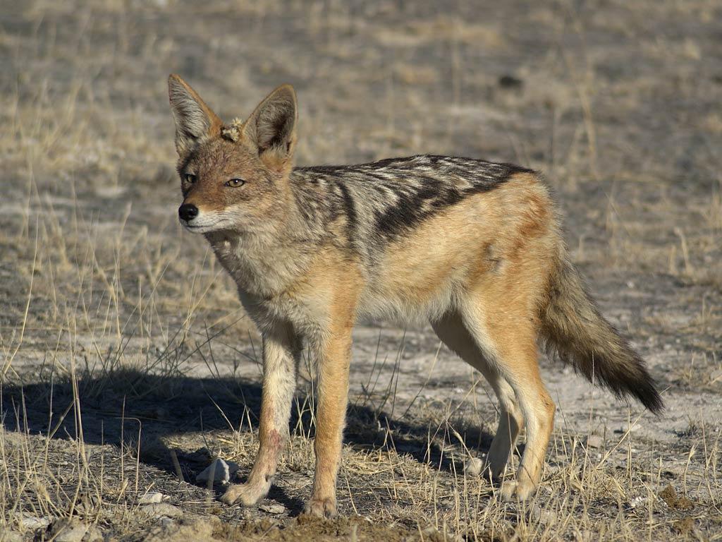 1024x768 Free Jackal Wallpaper download