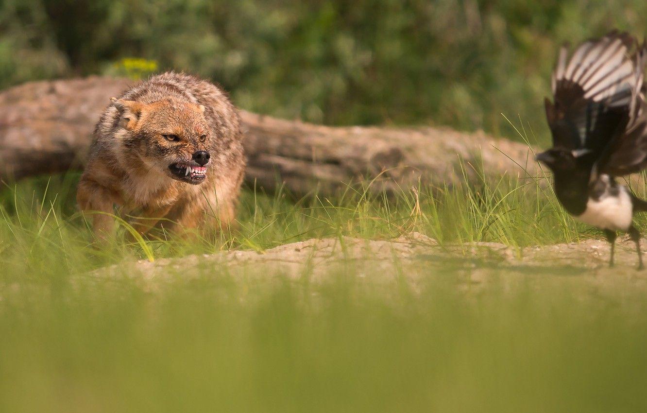 Jackal Wallpapers - Top Free Jackal Backgrounds - WallpaperAccess