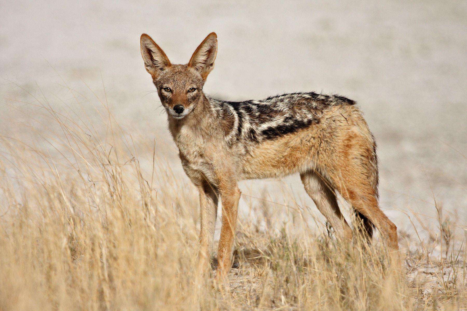 1800x1200 Jackal wallpaper, Animal, HQ Jackal pictureK Wallpaper 2019