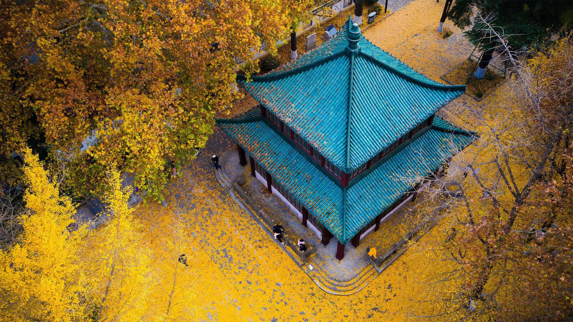 1920x1080 Golden ginkgo leaves at Xuanwu Lake Park in Nanjing, Jiangsu province, China