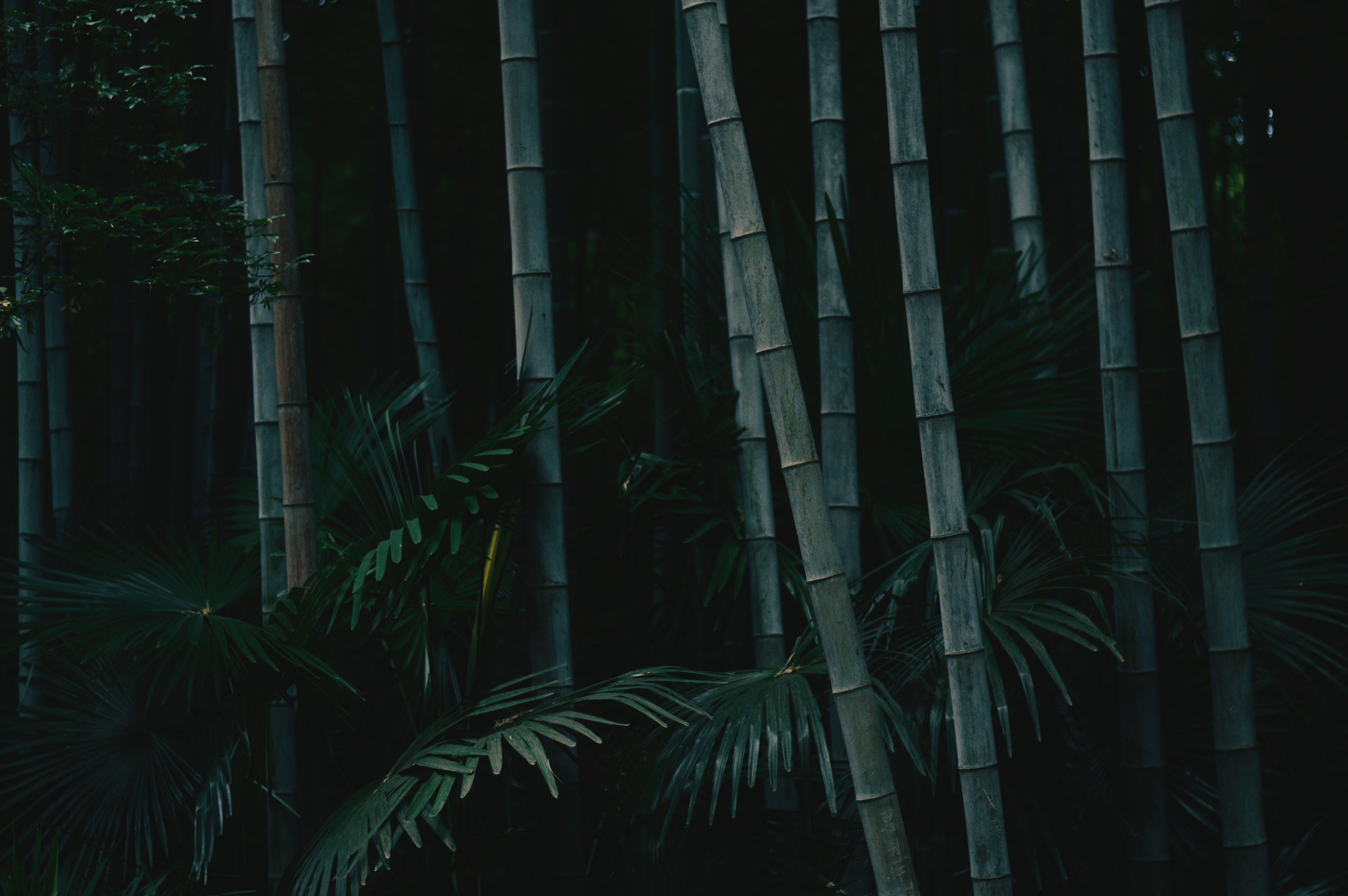 6016x4000 nanjing HD wallpaper, Background