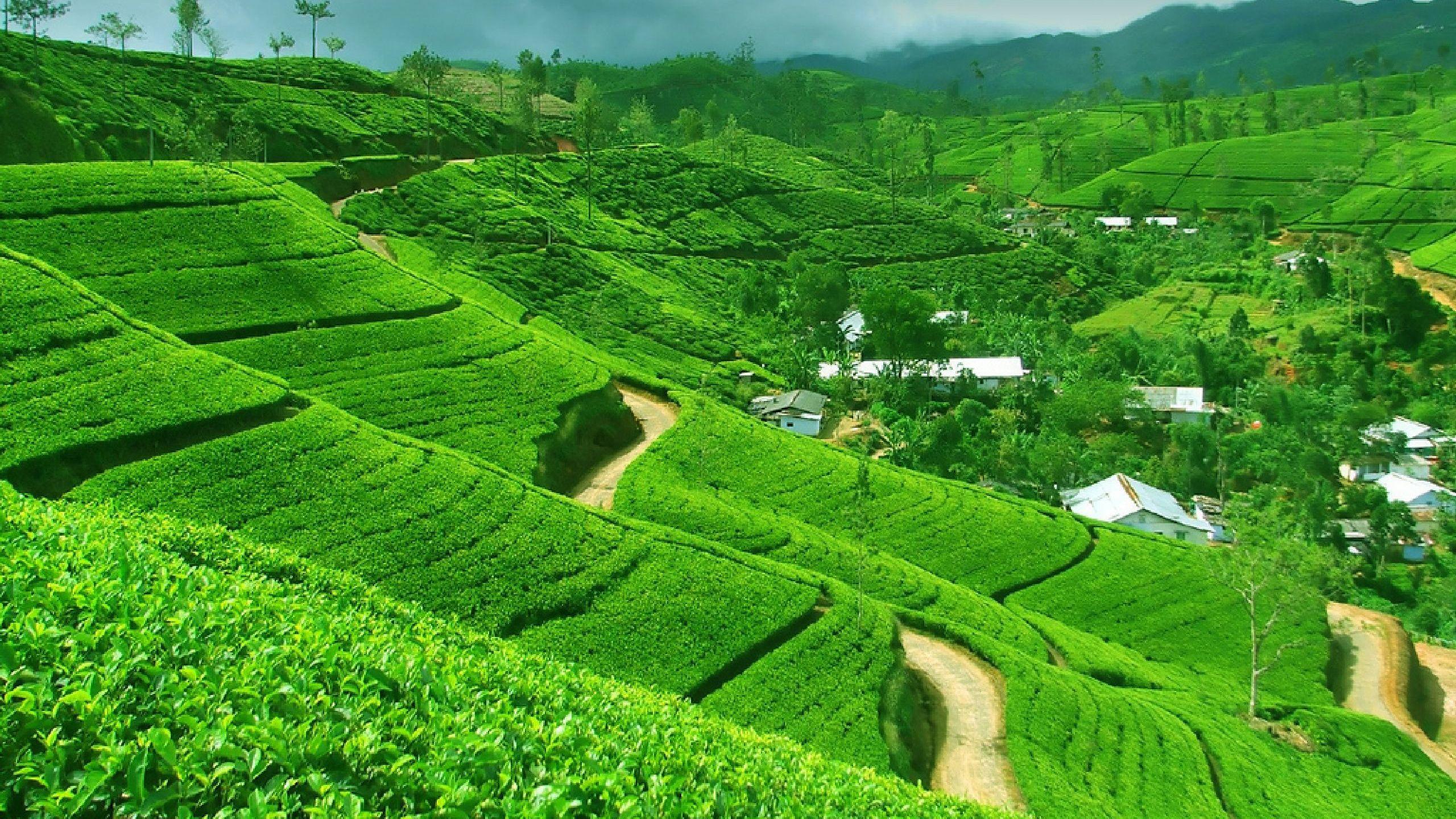 2560x1440 Hill Country Tour Sri Lanka Wallpaper & Background Download