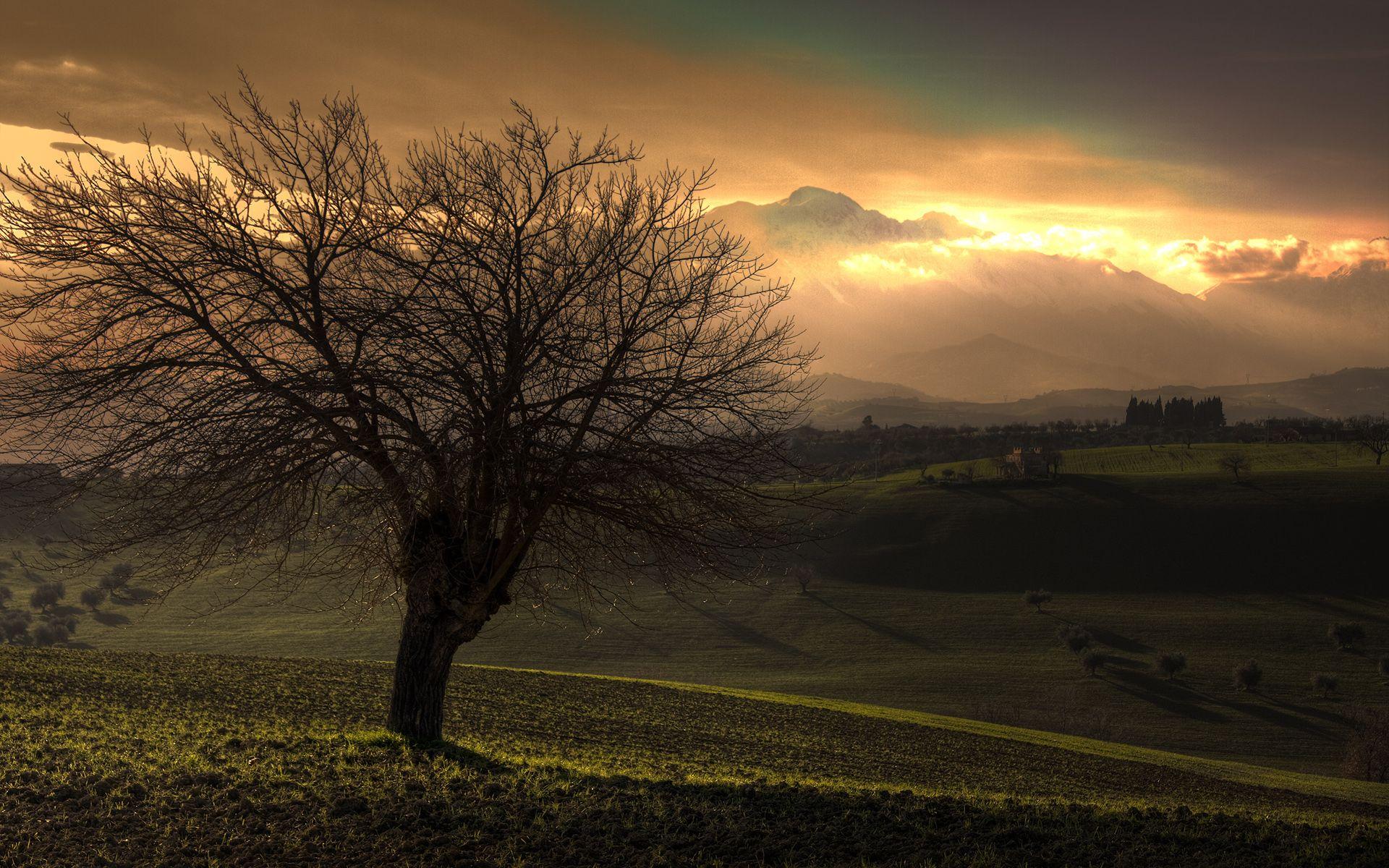 1920x1200 Country Tree Hill wallpaper. Country Tree Hill