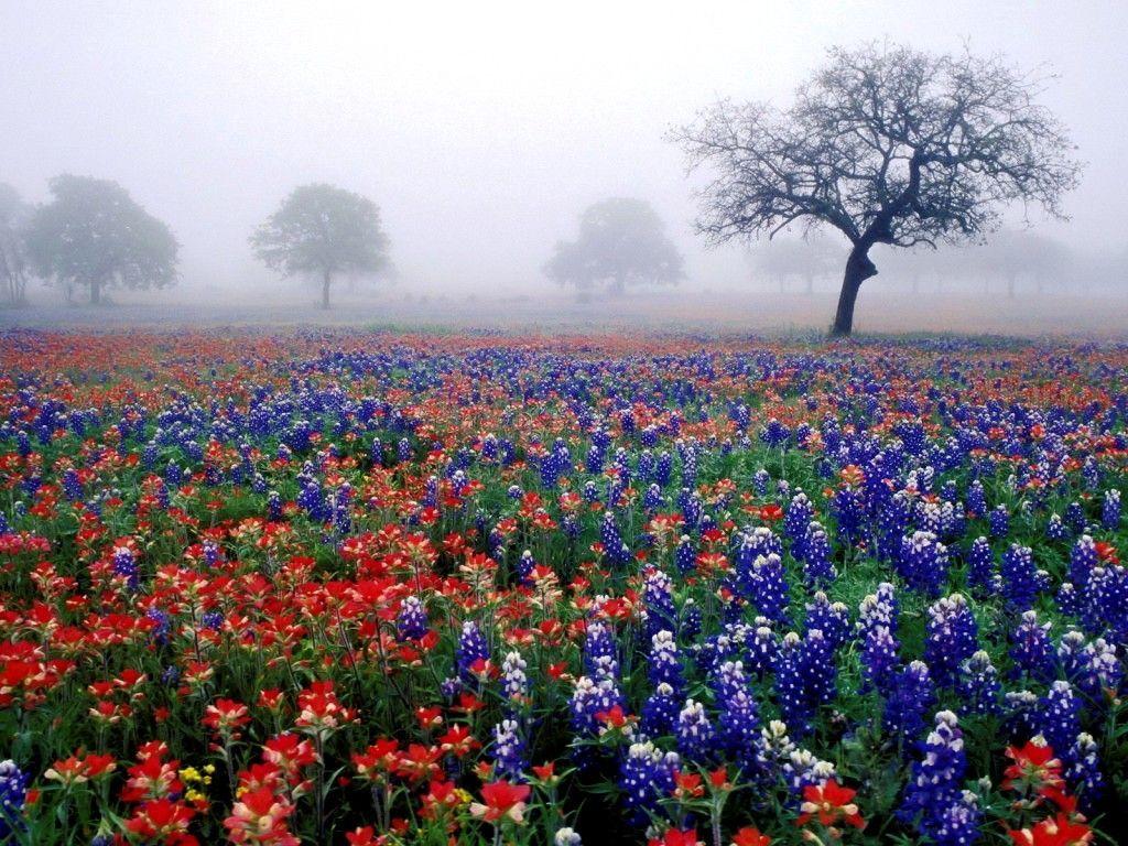 1024x768 Free Desktop Background 6 Wallpaper Collection. Beautiful flowers wallpaper, Wild flowers, Flower field