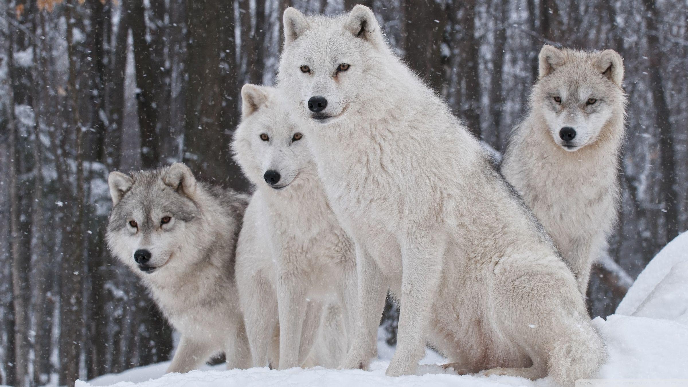 2400x1350 White Wolves Pack Ultra HD Desktop .