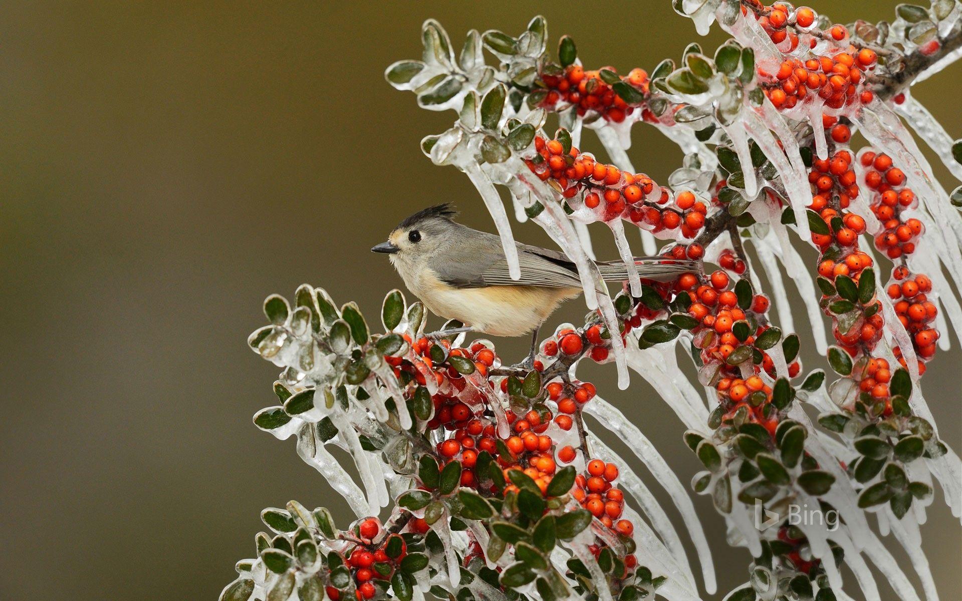 1920x1200 Black Crested Titmouse In Texas Hill Country