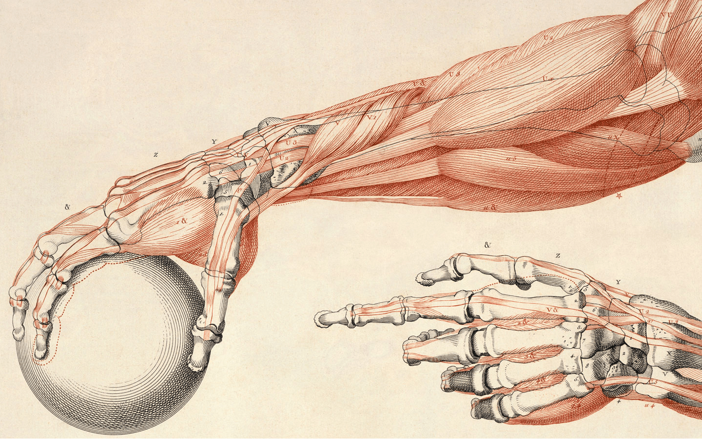 1440x900 Human Anatomy Wallpaper