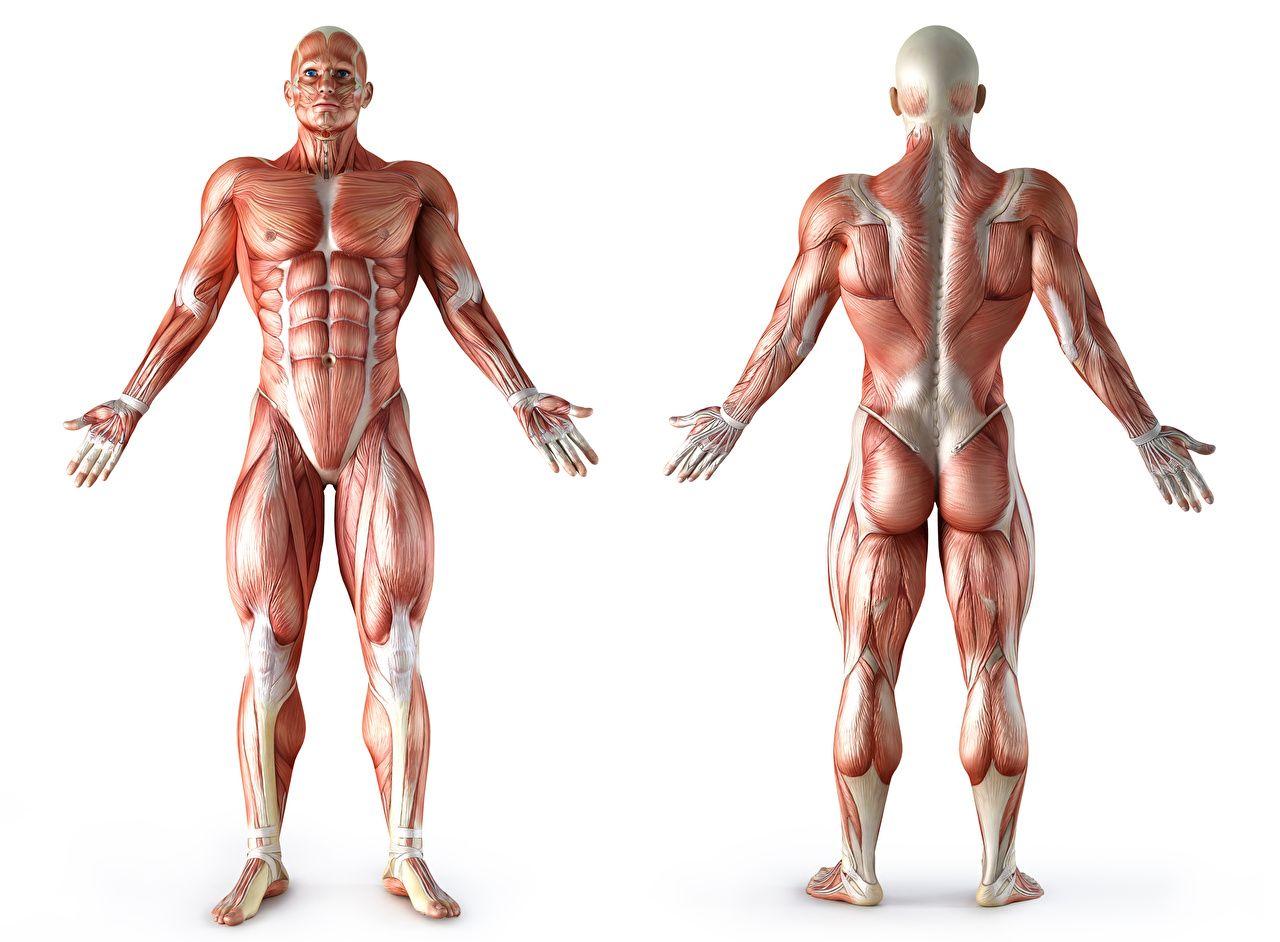 1280x942 Picture Man Muscle Human Anatomy White background