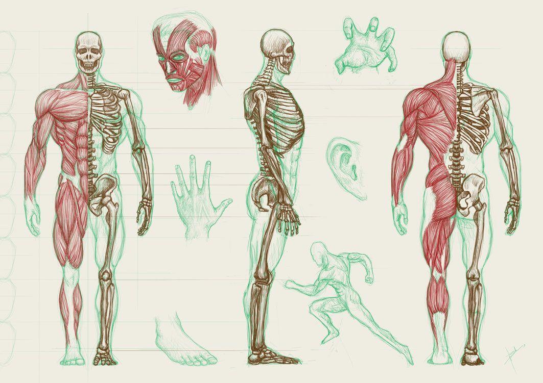 1063x751 Human Anatomy Wallpaper