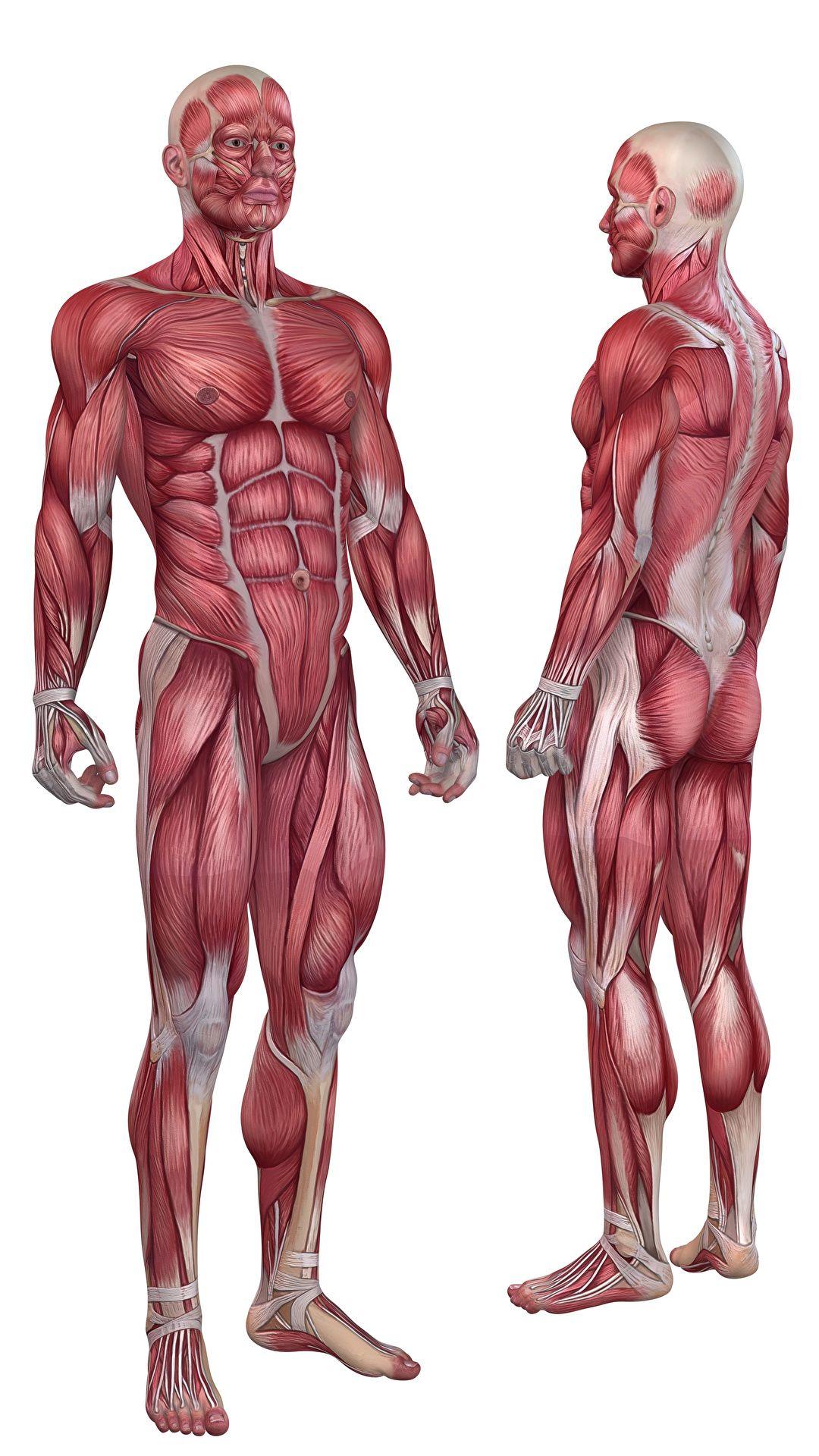 Muscles Anatomy Wallpapers - Top Free Muscles Anatomy Backgrounds