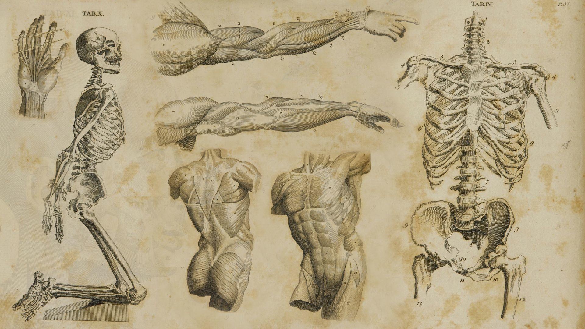 1920x1080 Anatomy Wallpaper HD