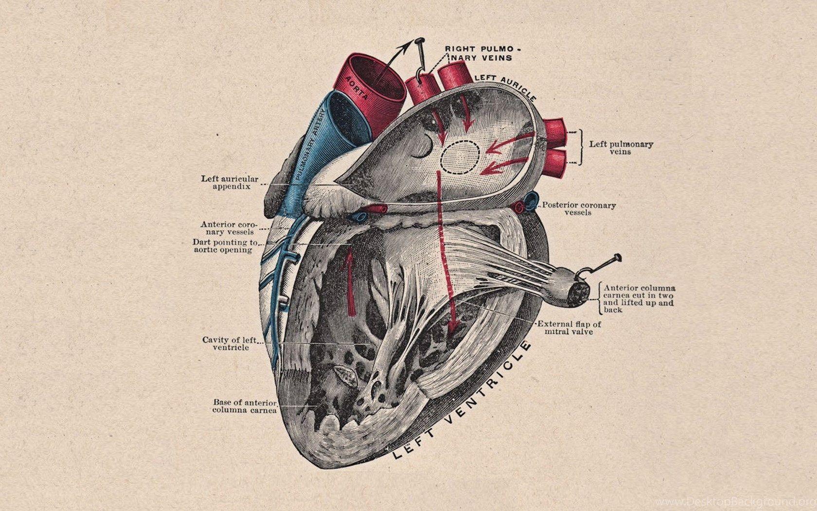 1680x1050 Heart Anatomy HD Wallpaper Desktop Background