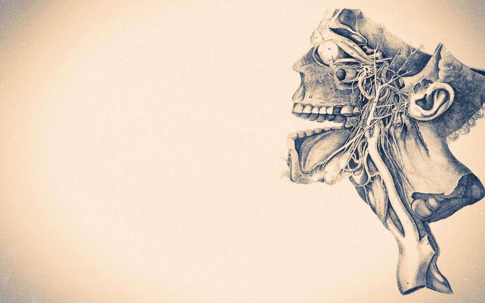 1680x1050 Free download Anatomy skeletons monochrome diagram wallpaper 31217 [1920x1080] for your Desktop, Mobile & Tablet. Explore Anatomy Wallpaper HD. Grey's Anatomy HD Wallpaper