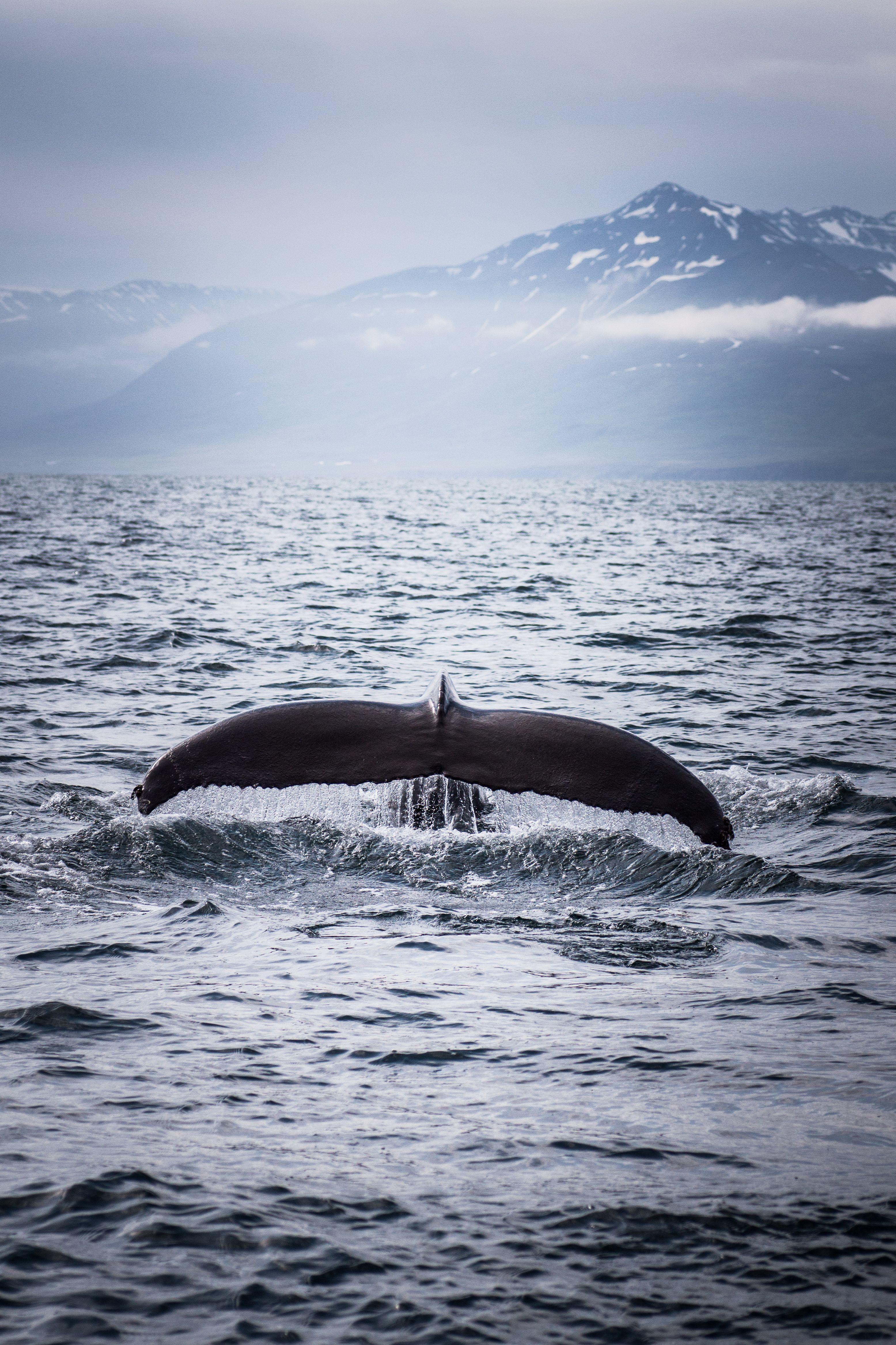 3111x4667 Black Blue Fishes Gray Mountains Sea Snow Water Whales Wallpaper 4k Blue Whales Wallpaper & Background Download