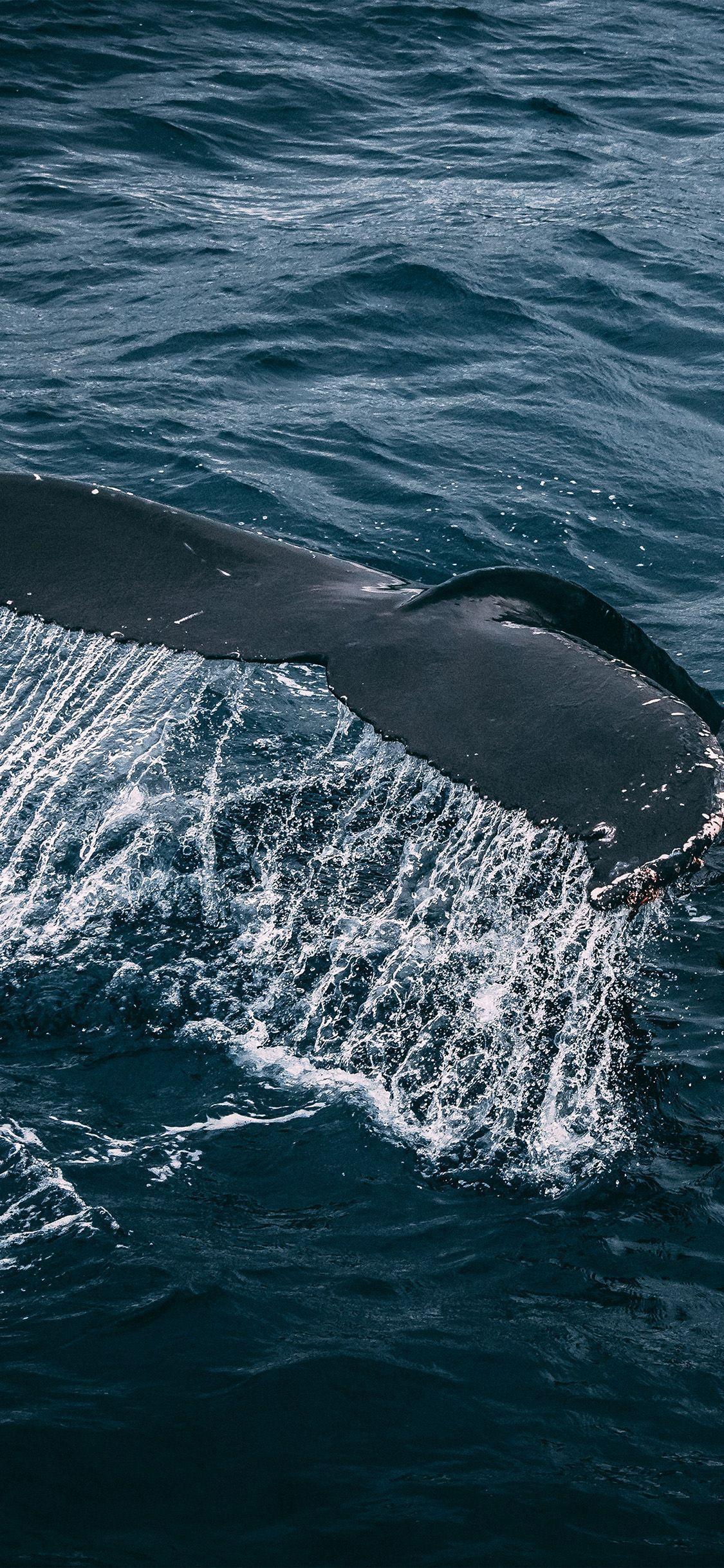 1125x2436 Whale Ocean Sea Animal Nature Via For IPhone X. IPhone Wallpaper Whale, IPhone Wallpaper Sea, Whale
