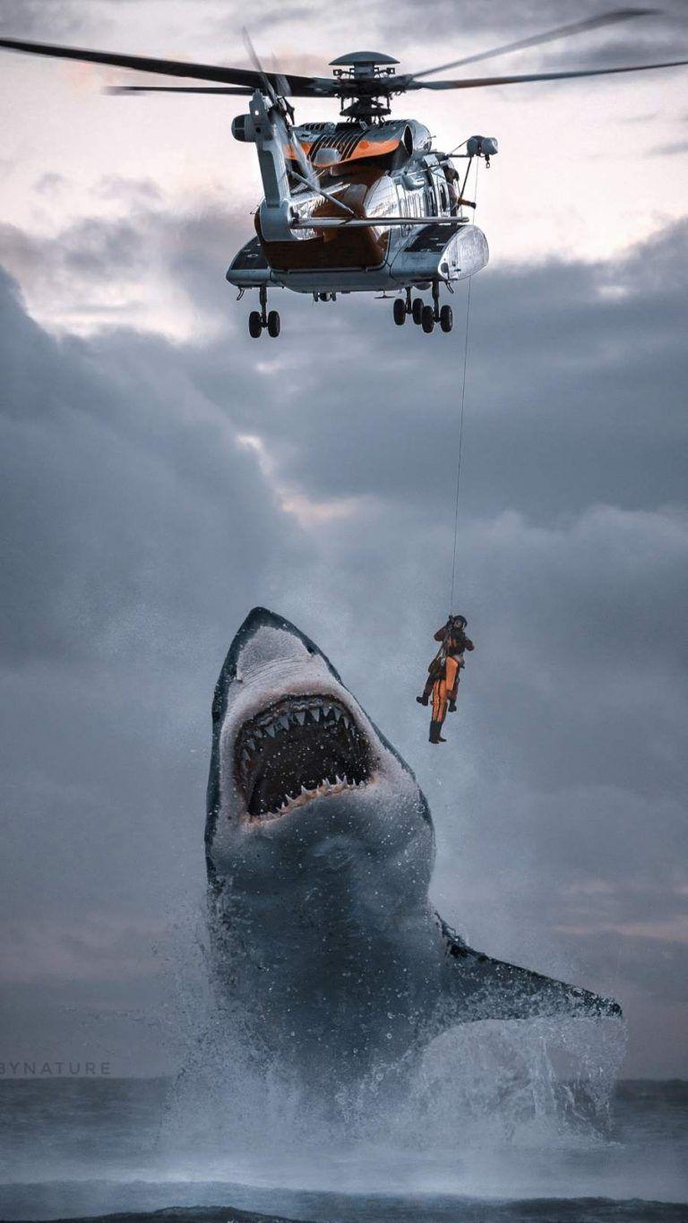 768x1365 Coast Guard Shark Attack iPhone Wallpaper Wallpaper : iPhone Wallpaper. Shark picture, Shark, Scary ocean