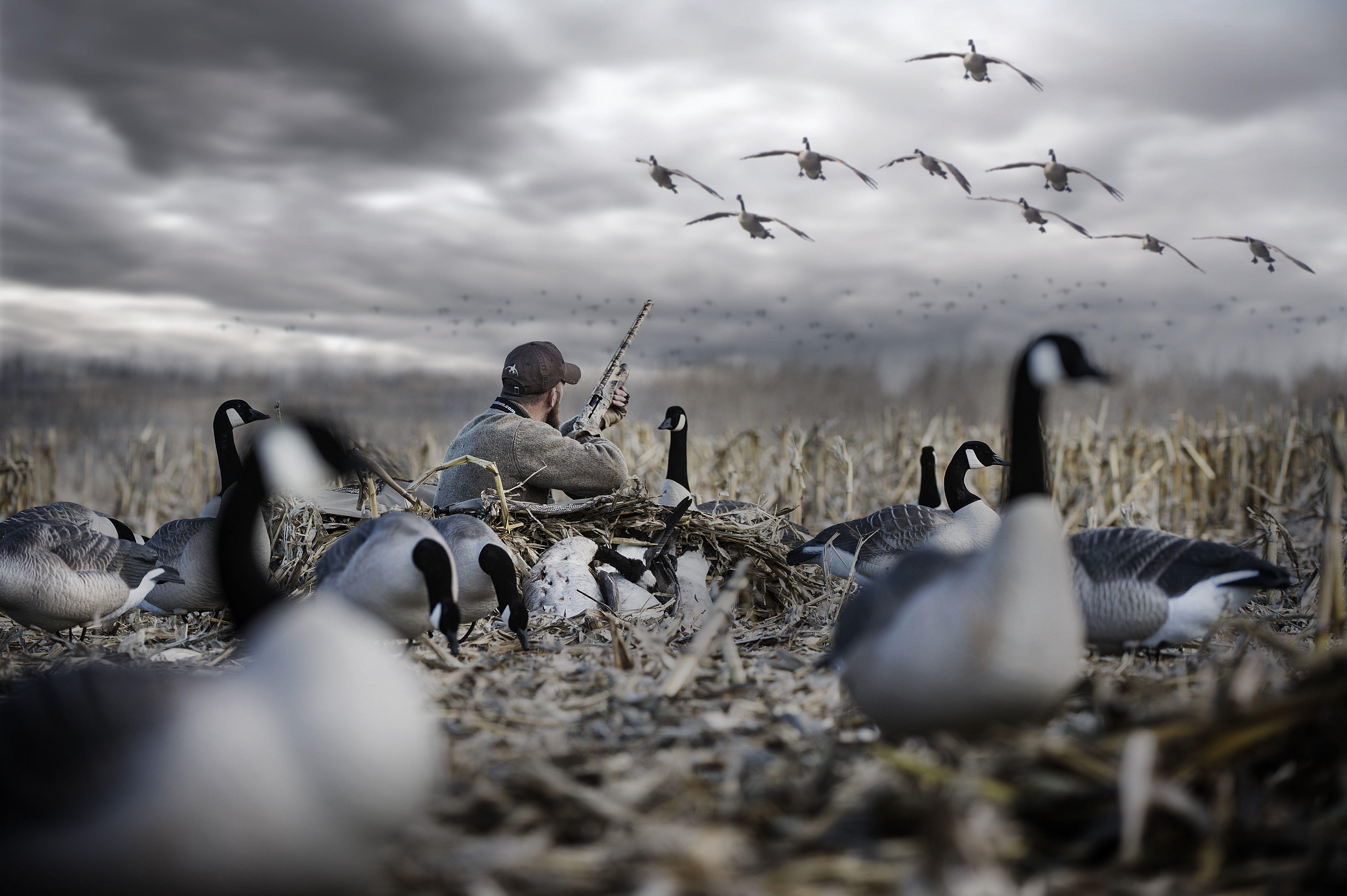 4928x3280 Waterfowl Wallpaper