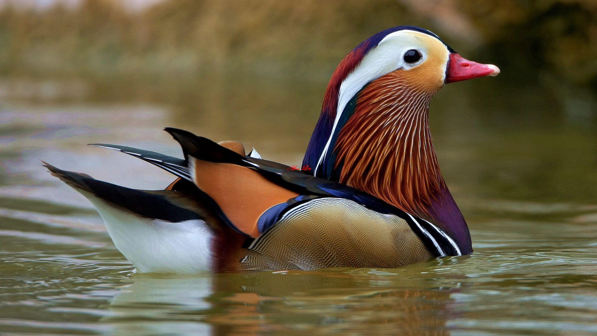 1920x1080 Free download Pin Drake Waterfowl Wallpaper [1920x1200] for your Desktop, Mobile & Tablet. Explore Waterfowl Wallpaper. Drake Waterfowl Wallpaper, Delta Waterfowl Wallpaper, Du Wallpaper