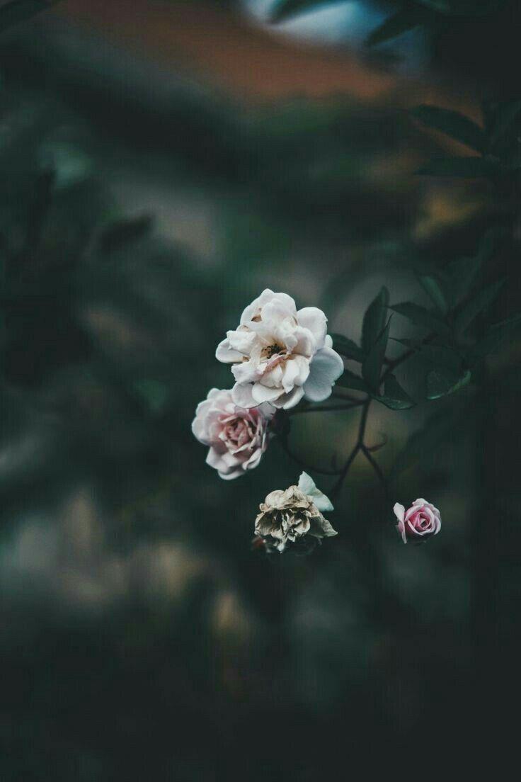 736x1104 nature. Flower wallpaper, Flower aesthetic, Flowers