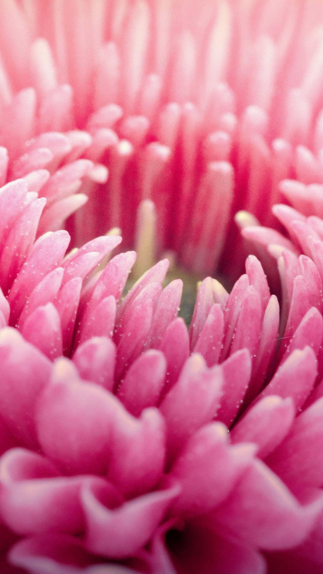 1080x1920 Pink dahlia, flower, bloom, close up, 1080x1920 wallpaper. Flower wallpaper, Flowers, Android wallpaper