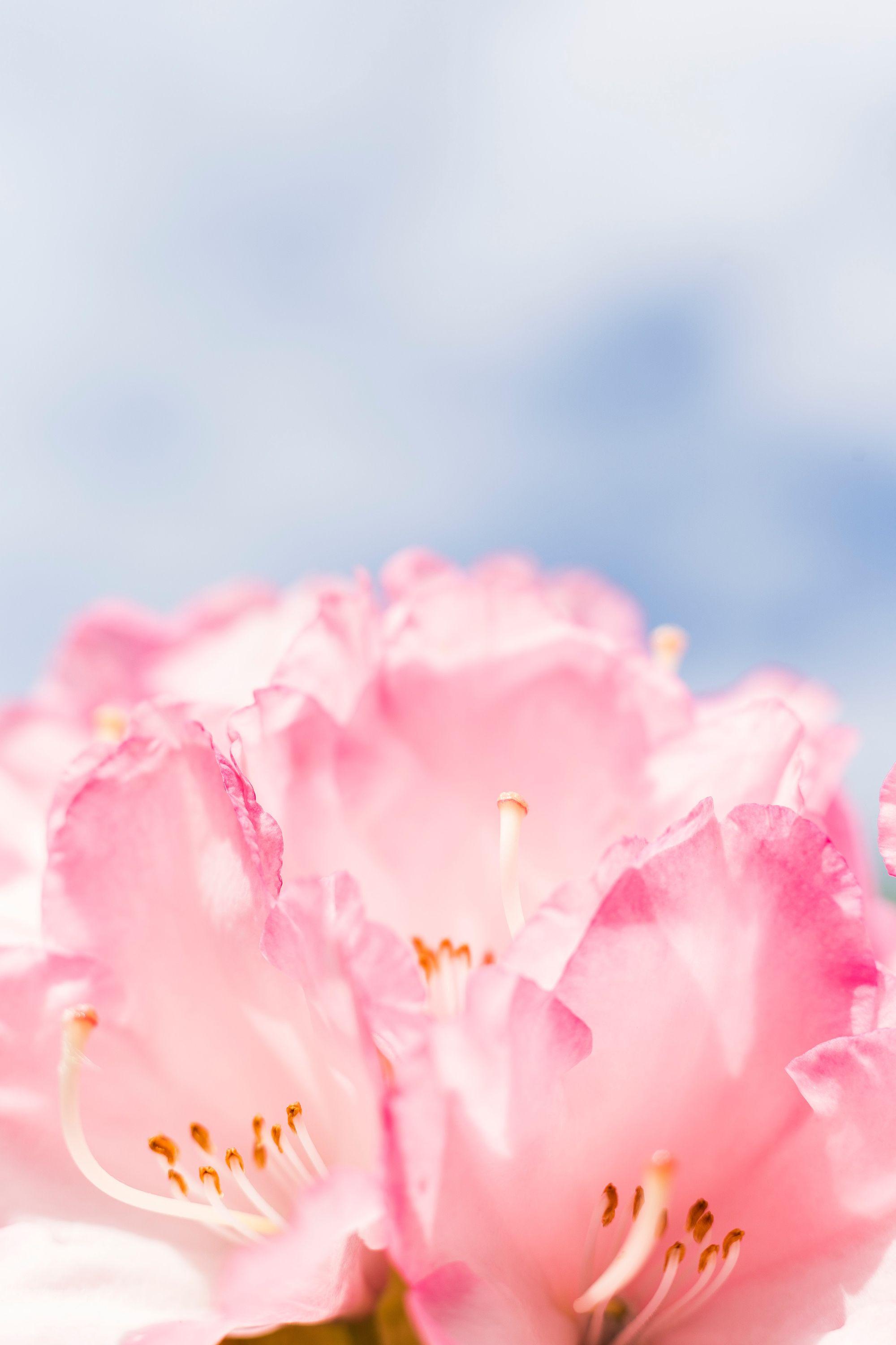 2000x3000 Flower Wallpaper