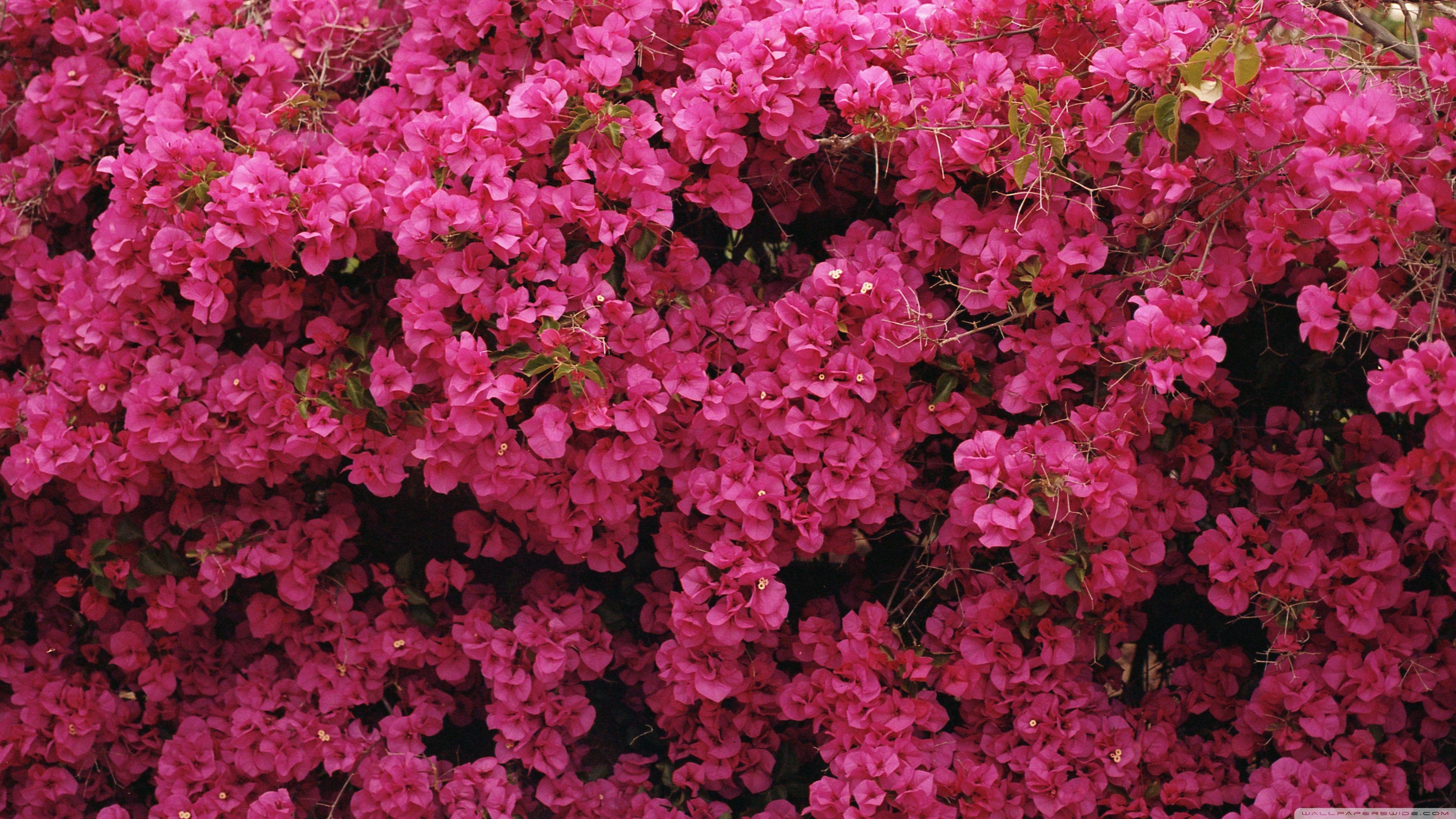 Flower House Wallpapers Top Free Flower House Backgrounds