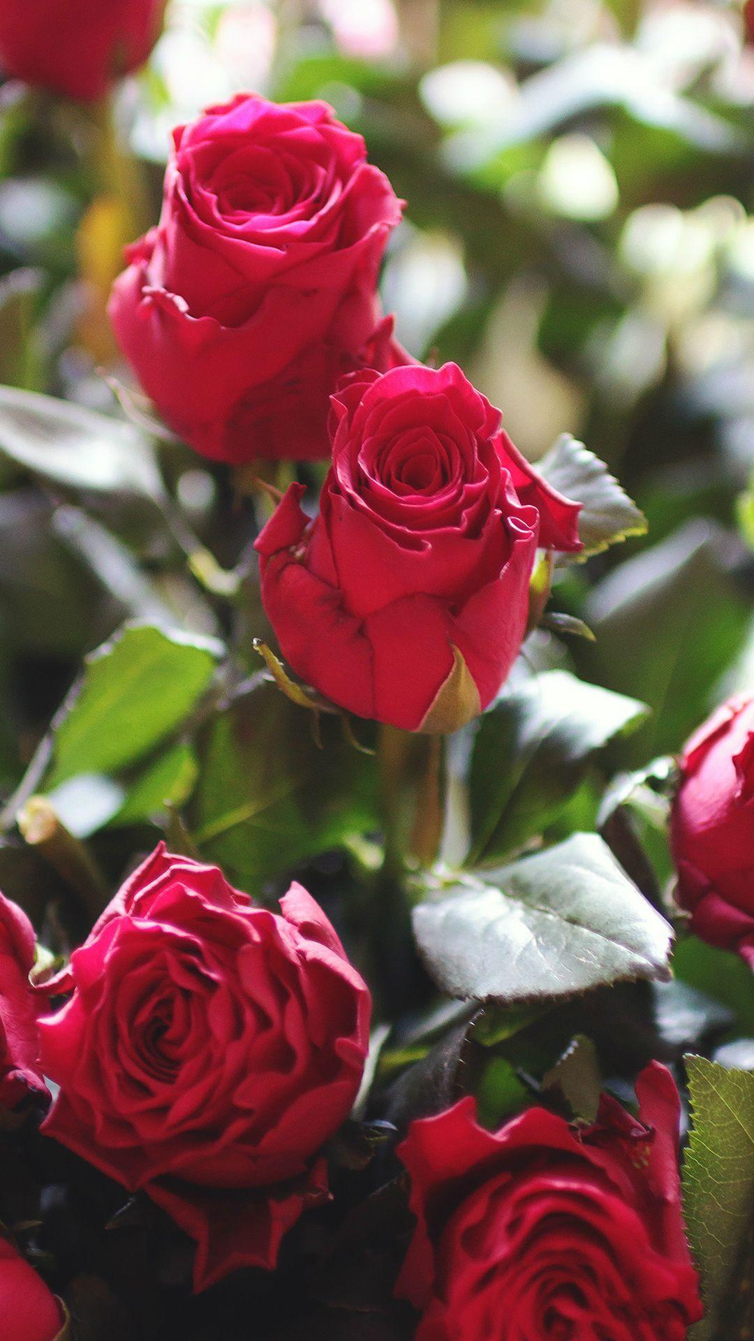 1080x1920 Nature Red Rose Flower Gift Bouquet iPhone 6 Wallpaper Download. iPhone Wallpaper, iPad wallpaper One. Flower wallpaper, Rose wallpaper, Flower phone wallpaper