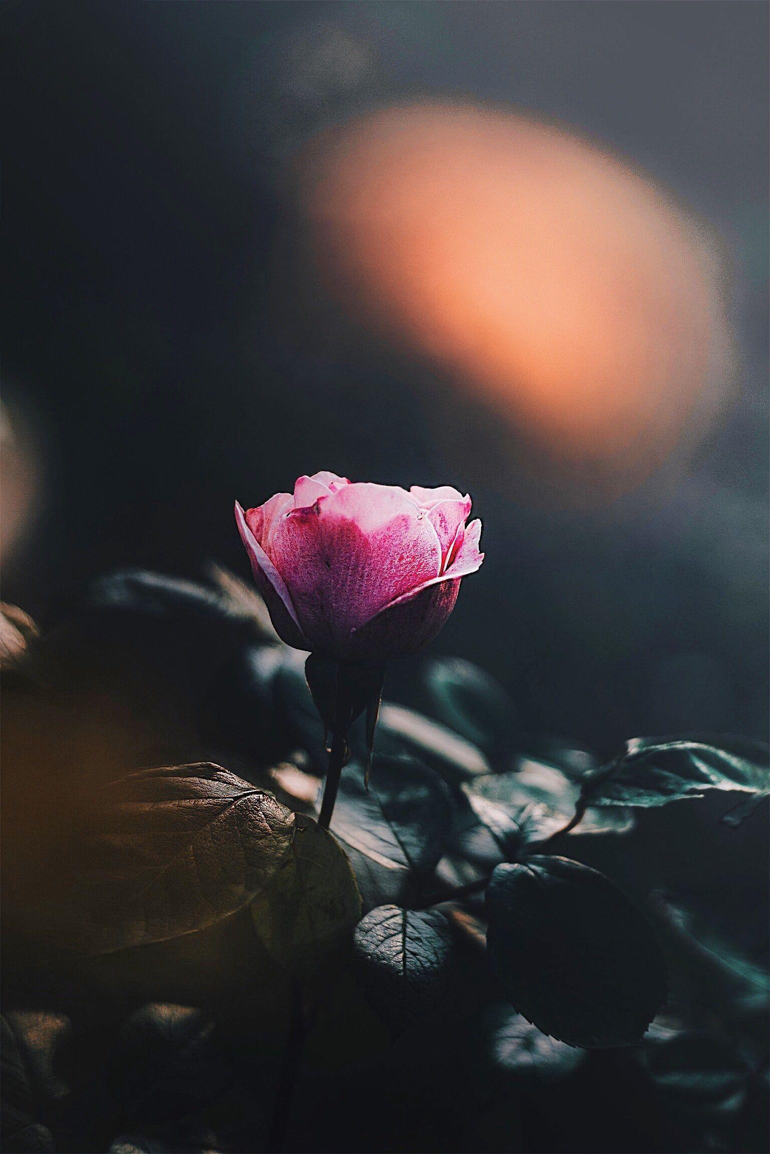 1536x2302 Flowers. best free flower, petal, plant, and pink photo. Flower phone wallpaper, Flowers, Beautiful flowers