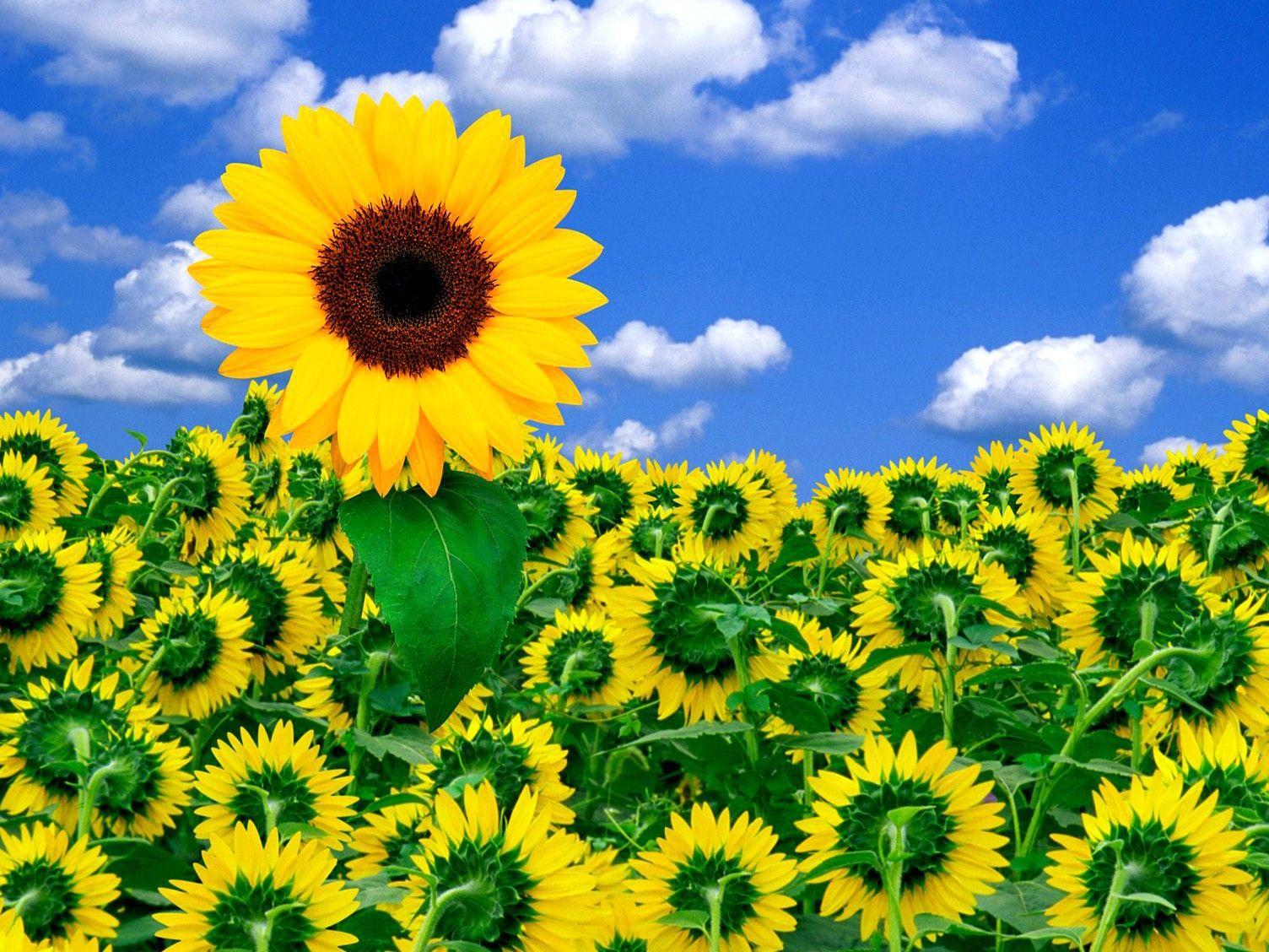1504x1128 A, Little, Sunshine, Flower Wallpaper, Nature Image, HD Flowers, Organic, Natural Picture, Download Nature Wallpaper, Fields, Widescreen, 1504x1128