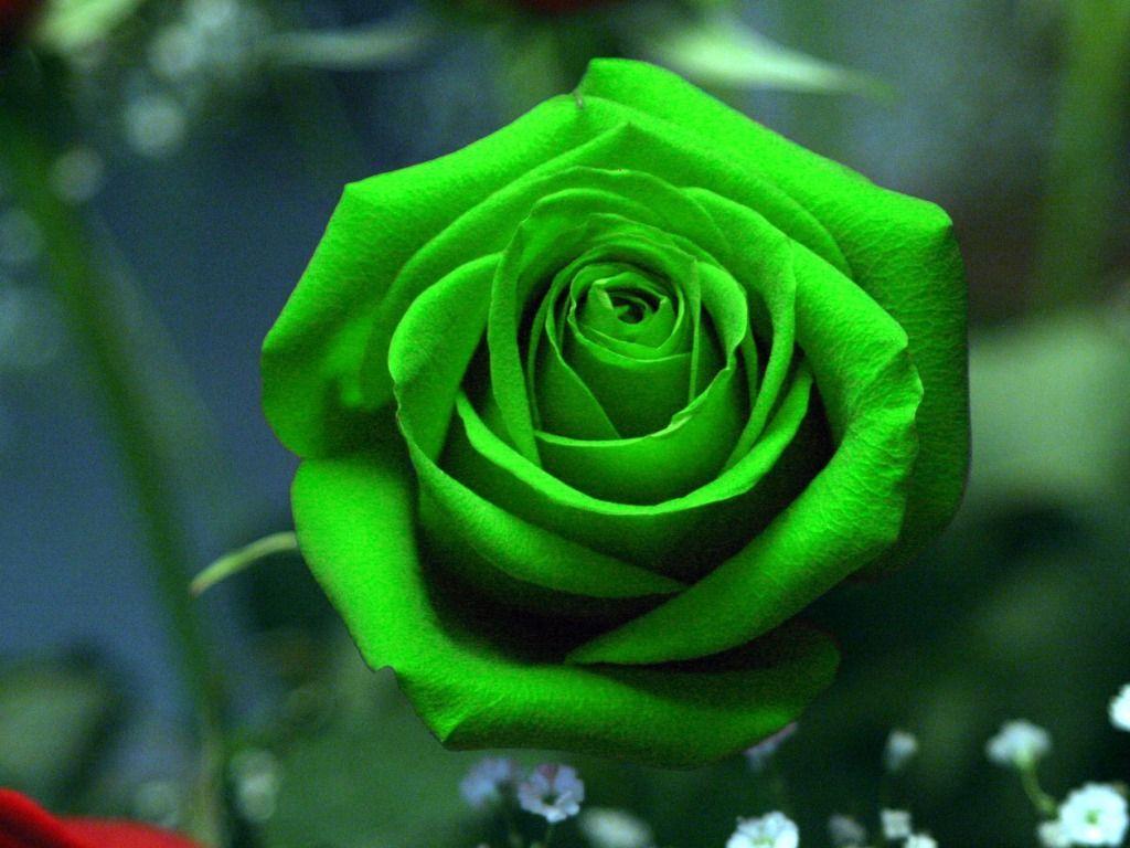 1024x768 Free download Green Rose Wallpaper HD Picture One HD Wallpaper [1024x768] for your Desktop, Mobile & Tablet. Explore Green Rose Wallpaper. Pink Rose Wallpaper, Green Flower Wallpaper