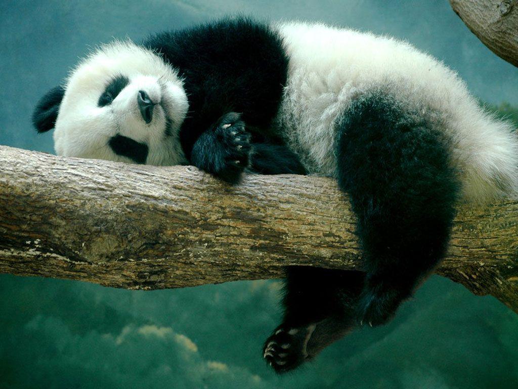 Beautiful Panda Wallpapers - Top Free Beautiful Panda Backgrounds ...