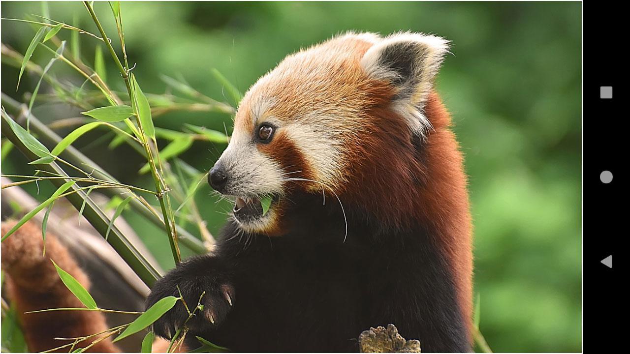 1280x720 Beautiful Panda Wallpaper: Best Panda for Android