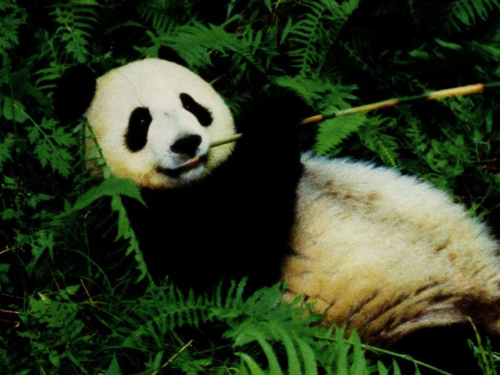 1024x768 Panda Desktop Background. Cute Panda Wallpaper, Funny Panda Wallpaper and Panda Emoji Wallpaper