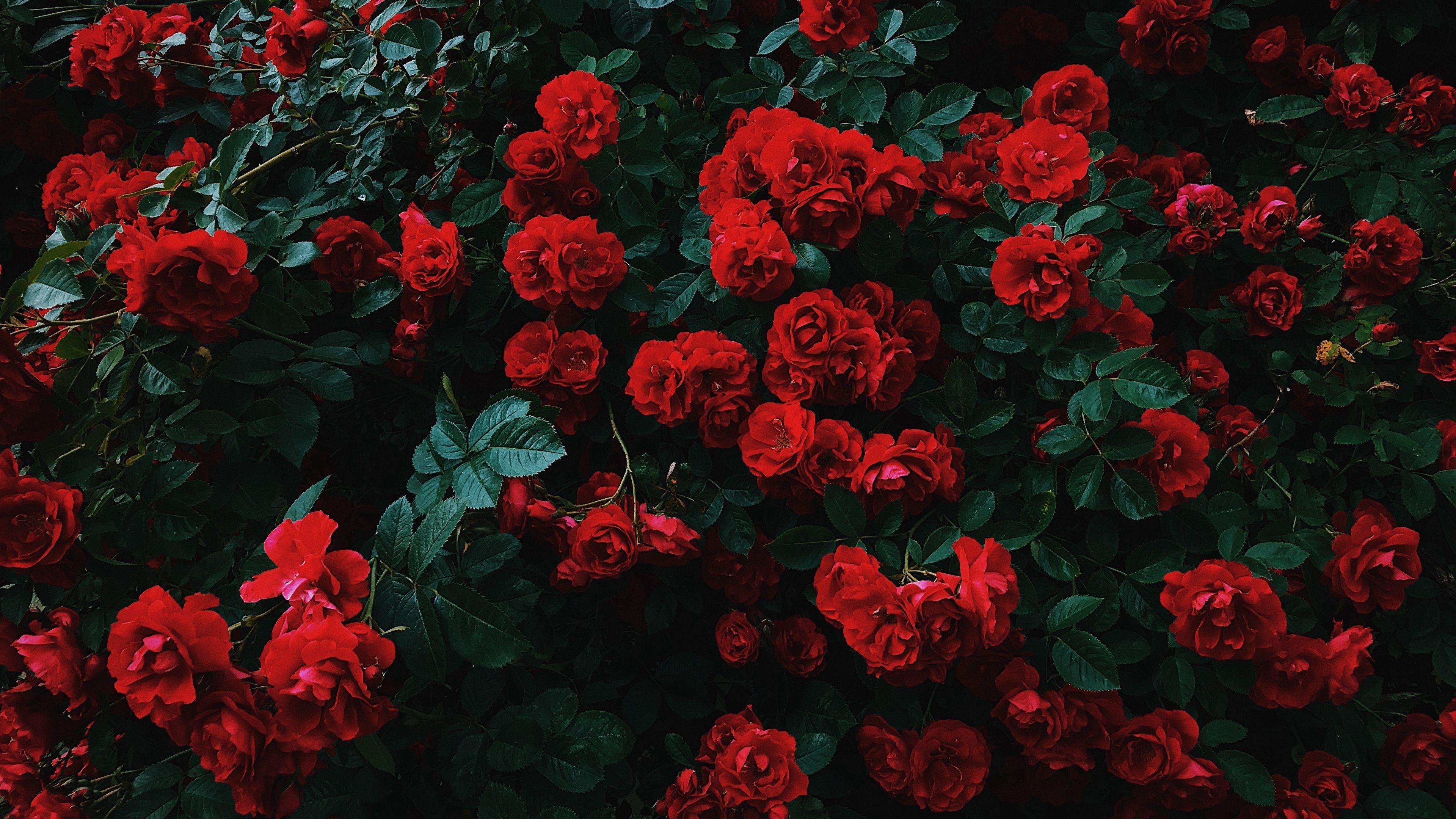 Featured image of post Aesthetic Wallpapers Red Roses : Flower aesthetic, red aesthetic, aesthetic photo, aesthetic pictures, aesthetic iphone wallpaper, aesthetic wallpapers, tumblr wallpaper, wallpaper backgrounds, tumblr roses.