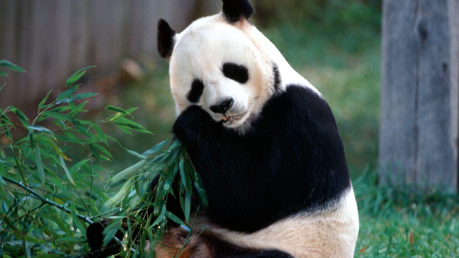 1600x900 Free download Beautiful Wallpaper panda bear wallpaper [1600x1200] for your Desktop, Mobile & Tablet. Explore Panda Wallpaper. Red Panda Wallpaper, Cute Panda Wallpaper, Baby Panda Wallpaper