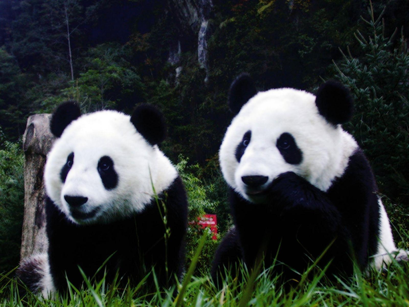 1600x1200 Cute Baby Panda Wallpaper